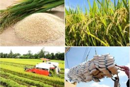 Rốt ráo sửa đổi điều kiện xuất khẩu gạo